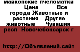  майкопские пчеломатки F-1  › Цена ­ 800 - Все города Животные и растения » Другие животные   . Чувашия респ.,Новочебоксарск г.